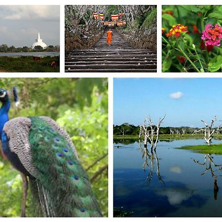 Hotel Flamingo Anuradhapura Dış mekan fotoğraf