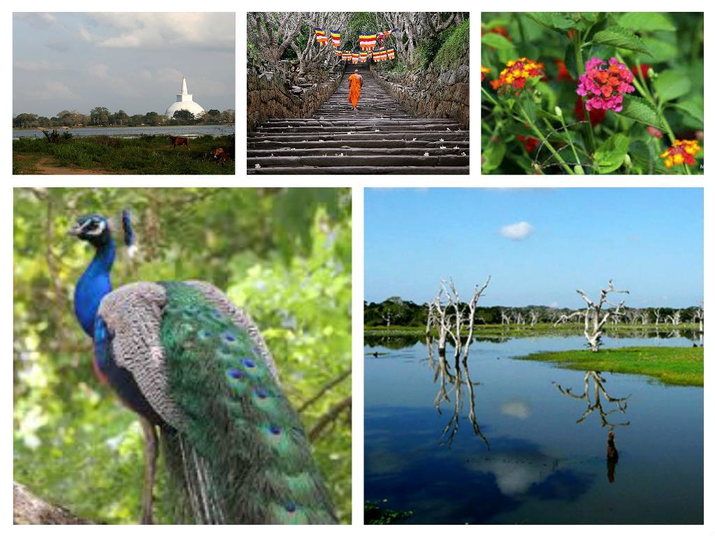 Hotel Flamingo Anuradhapura Dış mekan fotoğraf